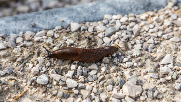 Illustration for article titled 5 Slugs That, In Retrospect, We Sort Of Whipped Ourselves Into A Frenzy Over